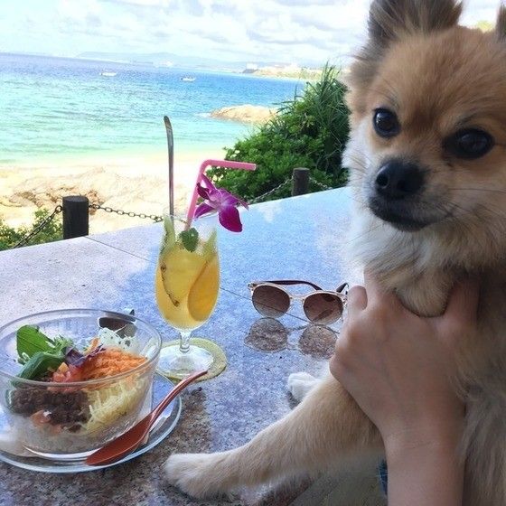 海風感じているＭix（雑種）小型犬