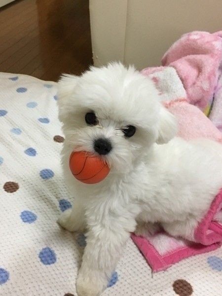 ボールをくわえるマルチーズ