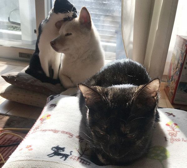 毛づくろいする犬と猫