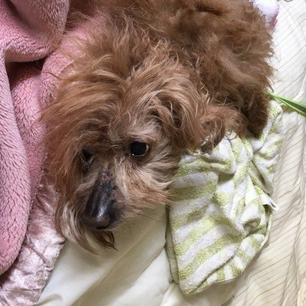 ワンコと飼い主さんのエピソード