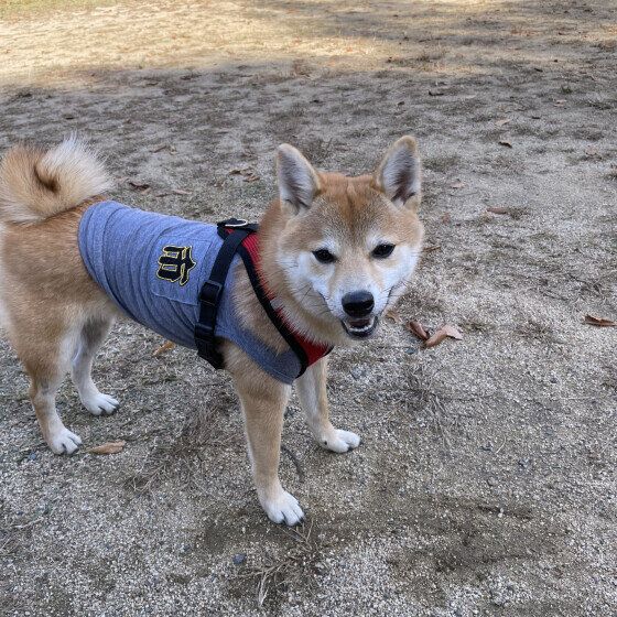 ドッグランで遊ぶ柴犬