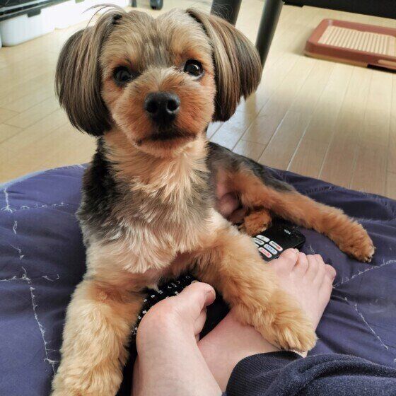 ヨークシャー・テリアたつろうくん