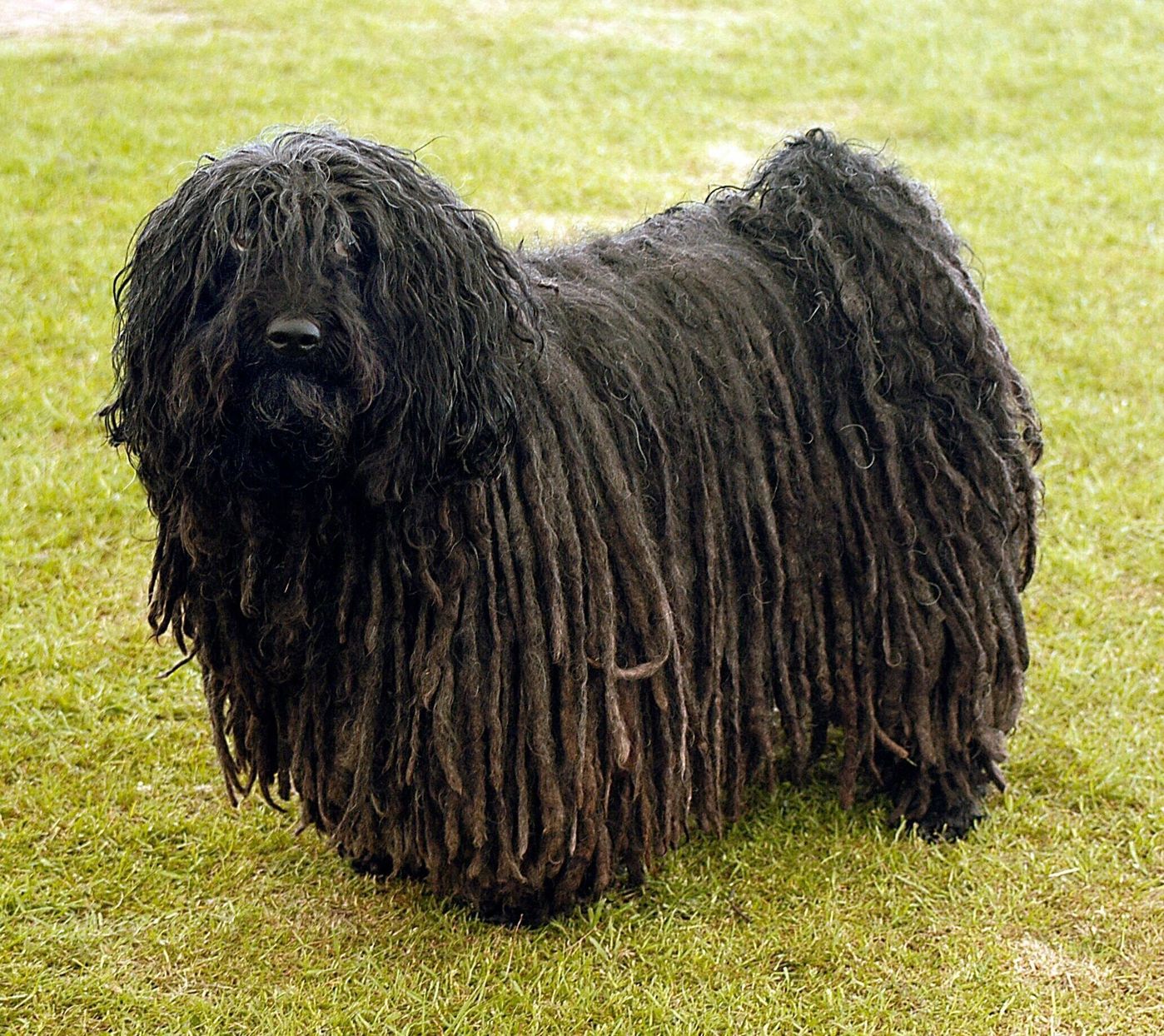 全部解けたら 犬種博士 愛犬家も迷う 激ムズ犬種クイズ にチャレンジ いぬのきもちweb Magazine 全部解けたら 犬種博士 愛犬家も迷う 激ムズ犬種クイズ にチャレンジ いぬのきもちweb Magazine