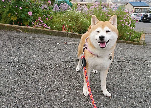 散歩する柴犬