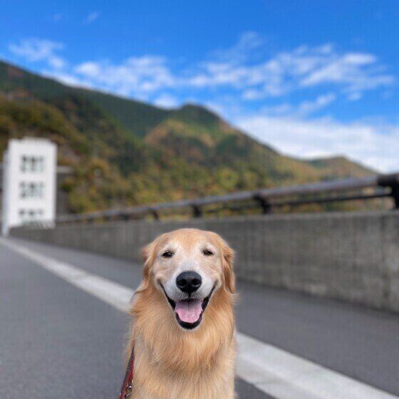 犬が仮病をするって本当?犬の学習能力の高い動物 いぬのきもち