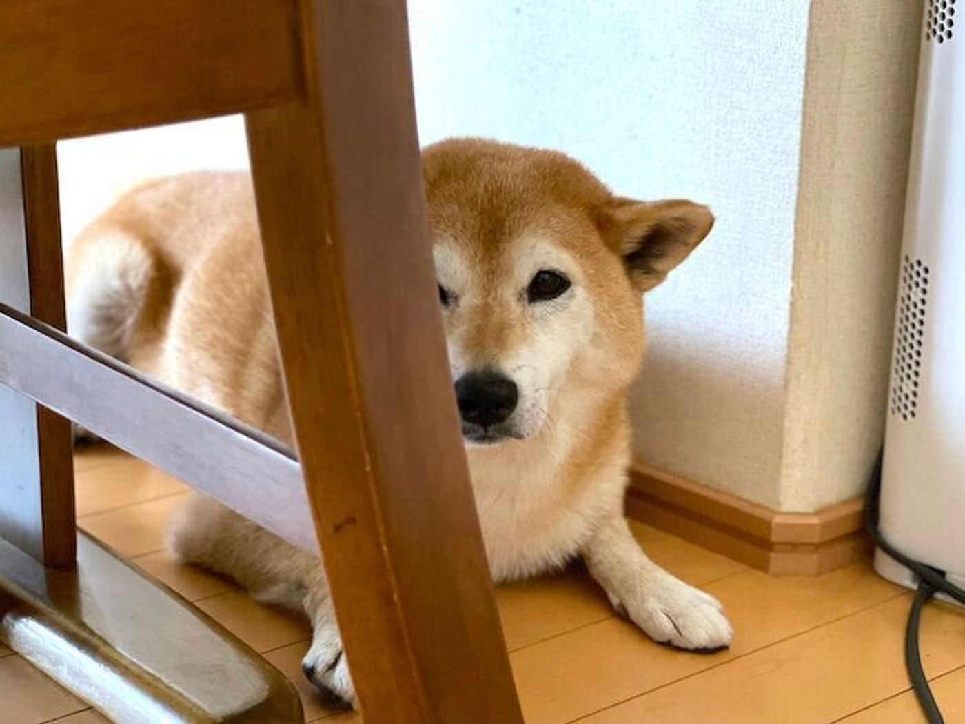 おやつ の魔法もきかなくなった 柴犬マロたんが しゅん としてしまったこととは いぬのきもちweb Magazine おやつ の魔法もきかなくなった 柴犬マロたんが しゅん としてしまったこととは いぬのきもちweb Magazine