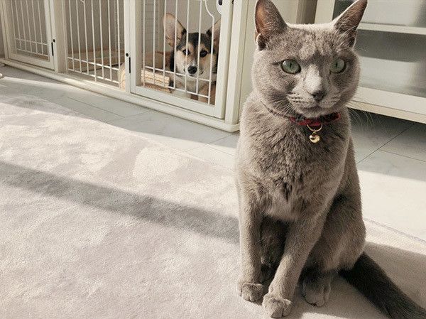 コーギーとロシアンブルー