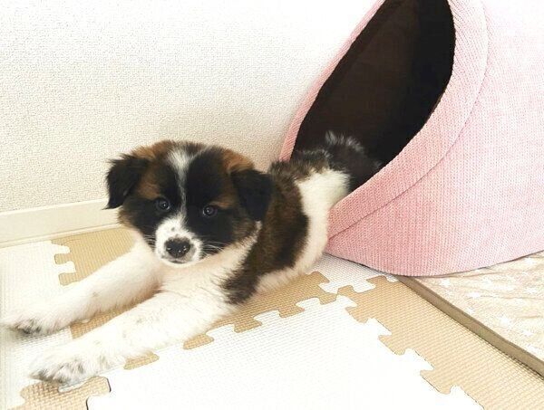 くつろぐぴーたくん