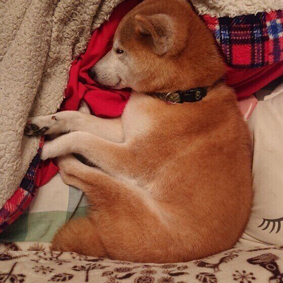 犬のミジンコ寝