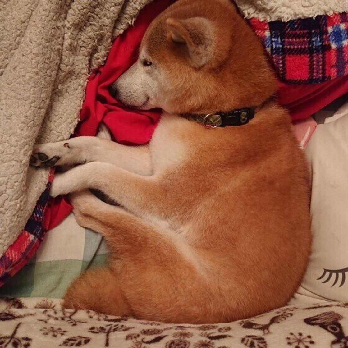 犬がミジンコのように丸くなる 犬の不思議な格好 ミジンコ寝 とは いぬのきもちweb Magazine 犬がミジンコのように丸くなる 犬の不思議な格好 ミジンコ寝 とは いぬのきもちweb Magazine