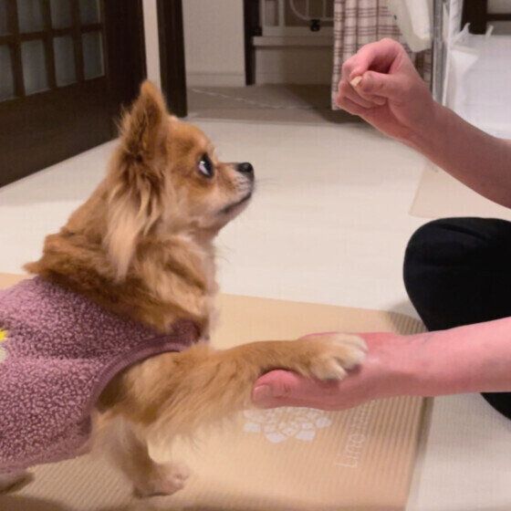 お手を披露するチワワのめめかちゃん
