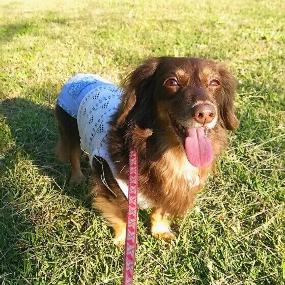 小型犬のララちゃん