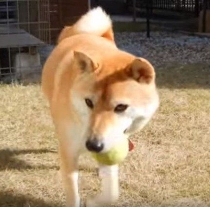 おうちのお庭で もってこい遊び 飼い主さん気分になれる動画 いぬのきもちweb Magazine おうちのお庭で もってこい遊び 飼い主さん気分になれる動画 いぬのきもちweb Magazine