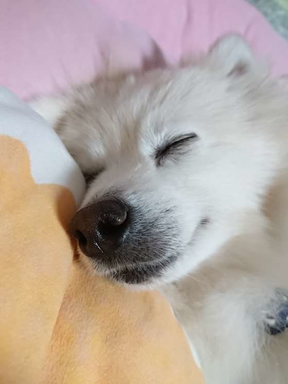 気持ちよさそうに寝ている白いポメラニアン