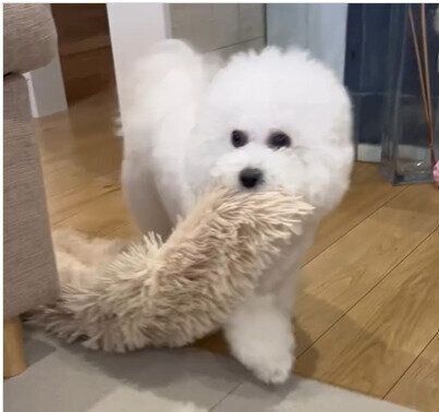 毛布を運んできてくれるエマくん