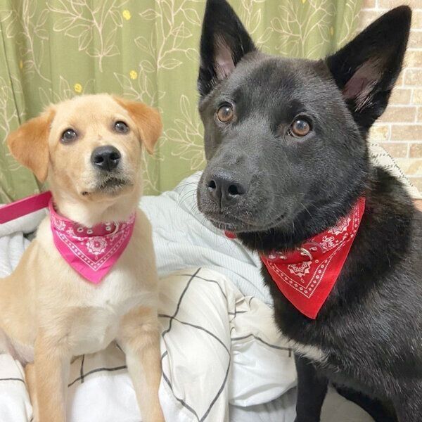 見つめるムルくん、ヘニムちゃん