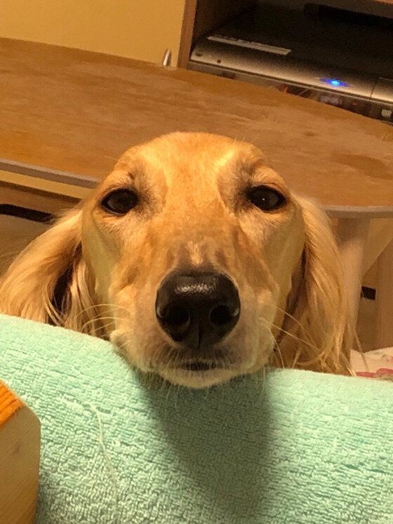 サルーキのジュエルくん