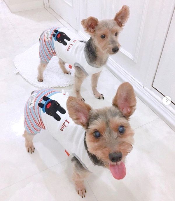 元保護犬・サブレくんと先住犬・ショコラくん