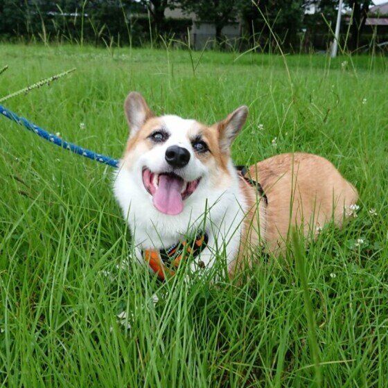 ウェルシュ・コーギー・ペンブローク