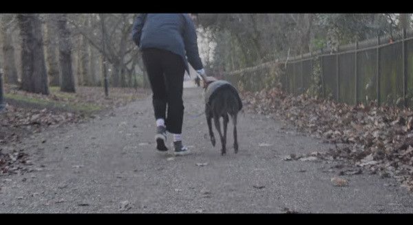 散歩するグレーハウンド