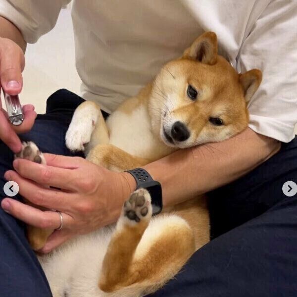 爪切り中のはなちゃん