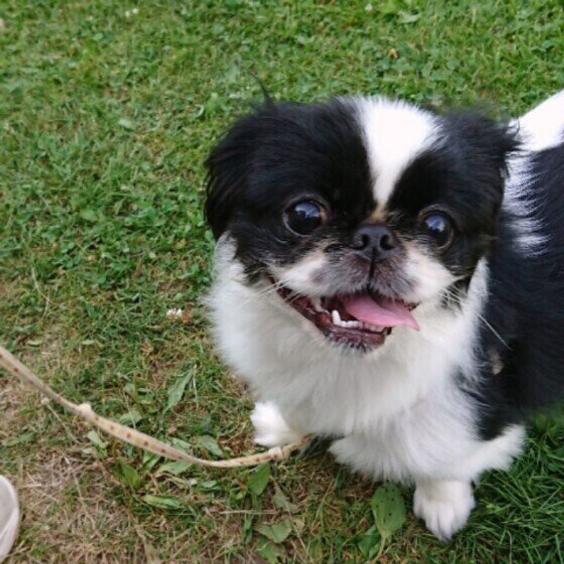 ペキニーズの特徴 性格 最新価格と飼い方 いぬのきもち 犬図鑑 いぬのきもちweb Magazine ペキニーズの特徴 性格 最新価格と飼い方 いぬのきもち 犬図鑑 いぬのきもちweb Magazine