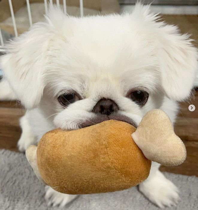 おもちゃを咥えるこむすびくん