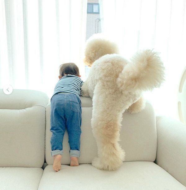 スタンダード・プードルのもずくちゃんと弟くん