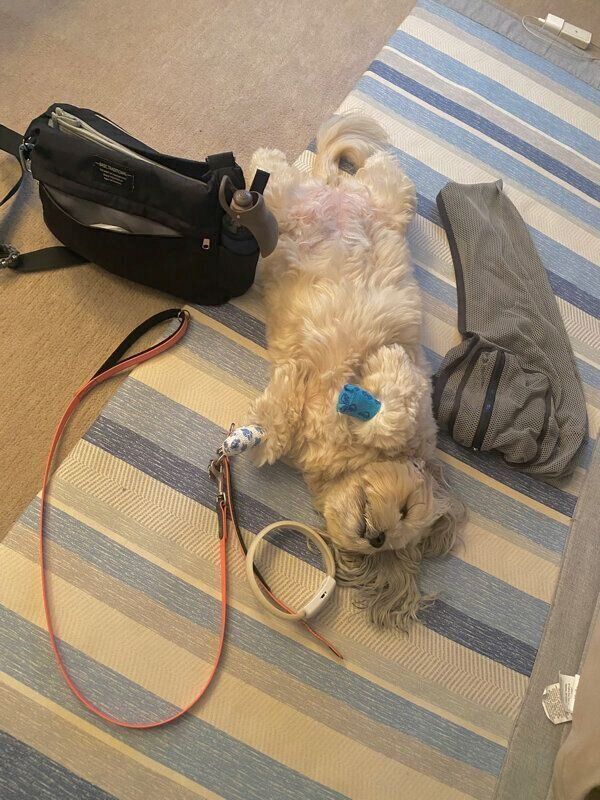 寝転がるうーきーちゃん