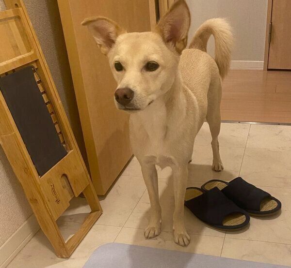 飼い主さんのことを監視するみらいくん