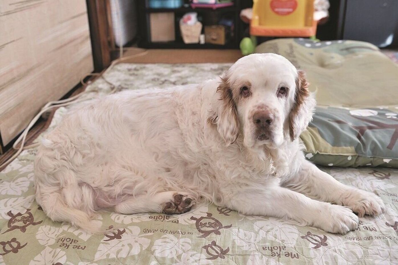 がんで右後ろ足を丸々失い 3本足になった愛犬 現在の飼い主さんとの生活は いぬのきもちweb Magazine がんで右後ろ足を丸々失い 3本足になった愛犬 現在の飼い主さんとの生活は いぬのきもちweb Magazine