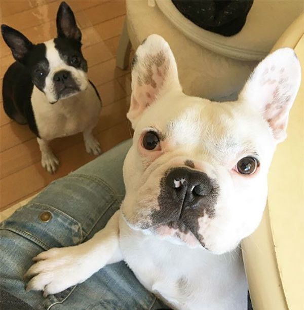 フレンチ・ブルドッグとボストン・テリア