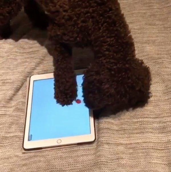 ゲームで遊ぶトイ・プードル