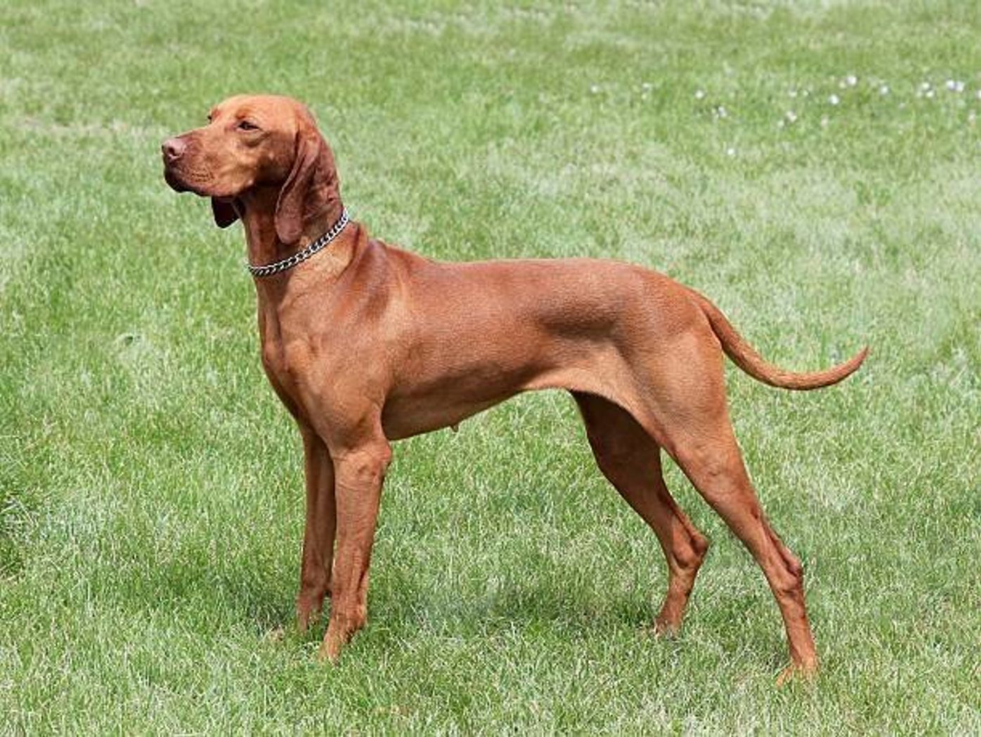 ショートヘアード ハンガリアン ビズラの特徴 性格 最新価格と飼い方 いぬのきもち 犬図鑑 いぬのきもちweb Magazine ショートヘアード ハンガリアン ビズラの特徴 性格 最新価格と飼い方 いぬのきもち 犬図鑑 いぬのきもちweb Magazine