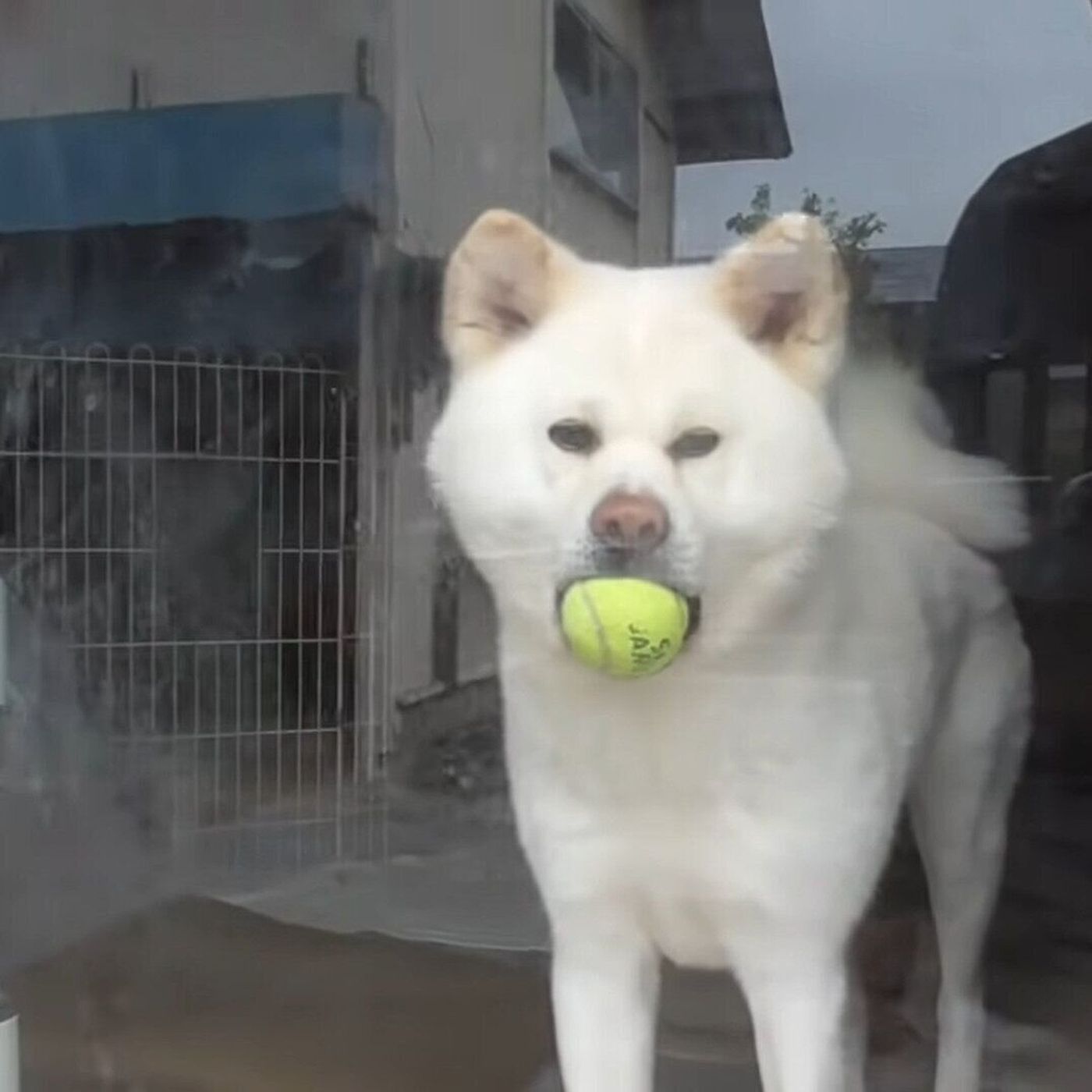 くわえていたボールをポトッ 自転車を運転するお姉さんから目が離せない秋田犬 いぬのきもちweb Magazine くわえていたボールをポトッ 自転車を運転するお姉さんから目が離せない秋田犬 いぬのきもちweb Magazine
