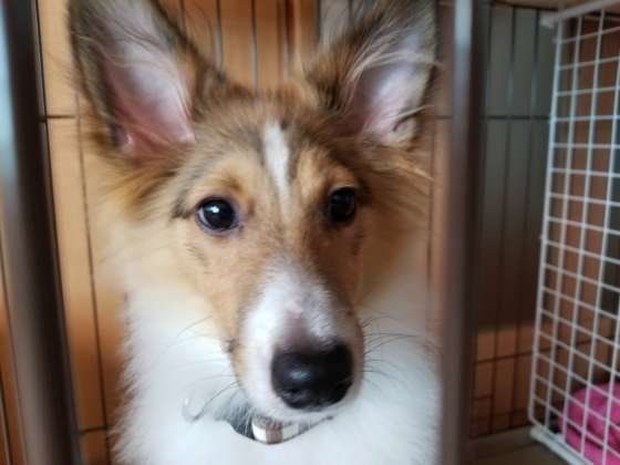 シェットランド・シープドッグ