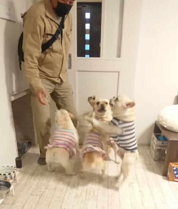 帰宅したパパさんを出迎えるフレブルファミリー