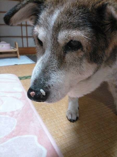 鼻にお弁当が付いているよ！