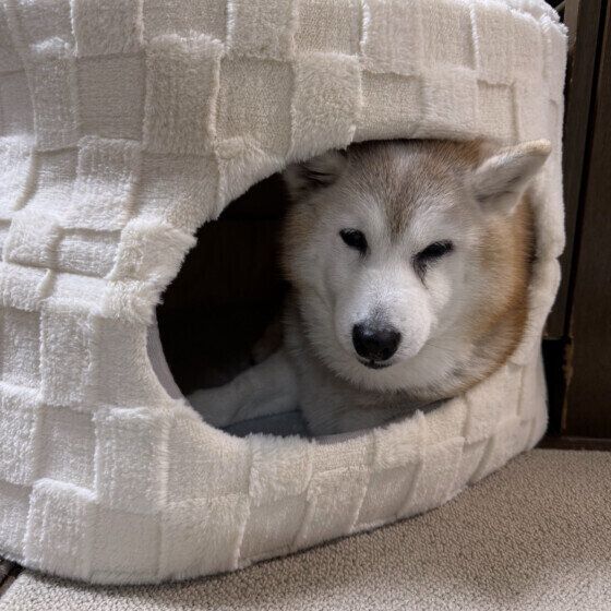 冬用のかまくらベッドで暖まるワンちゃん