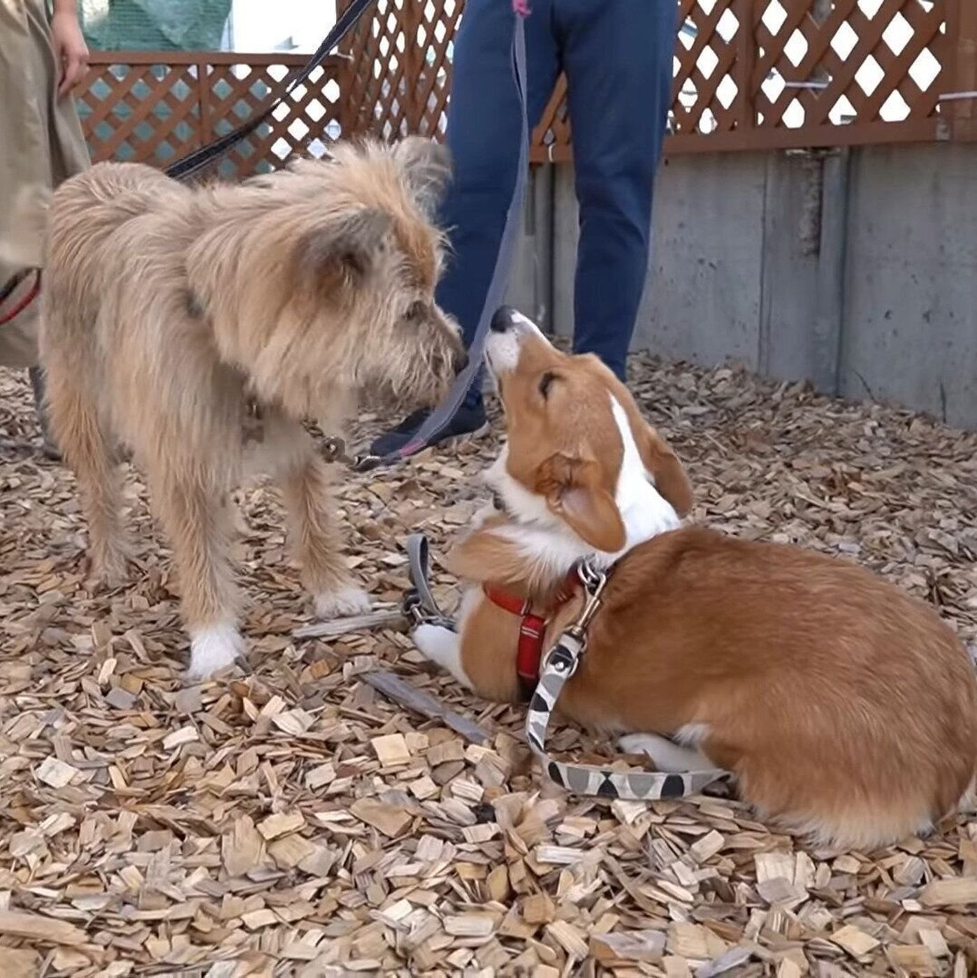 おなか見る 先輩犬にお腹を見せるも なぜかスルーされる 子犬のコーギー いぬのきもちweb Magazine おなか見る 先輩犬にお腹を見せるも なぜかスルーされる 子犬のコーギー いぬのきもちweb Magazine