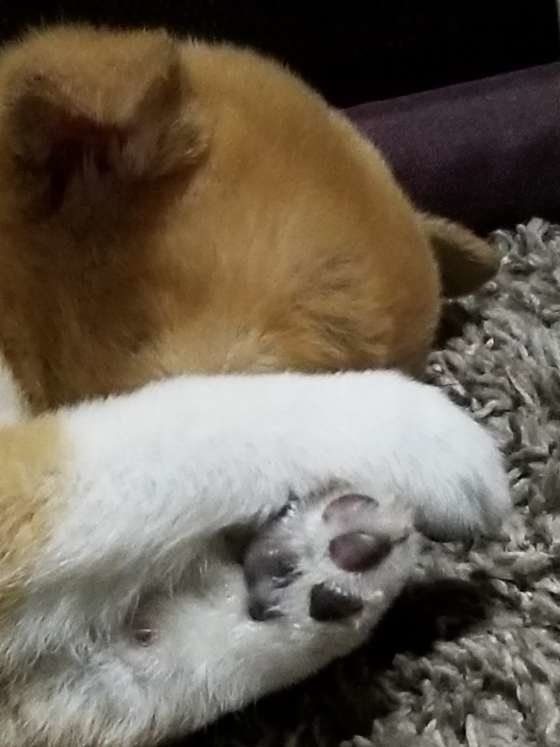 まめこちゃんのいないいないばぁ