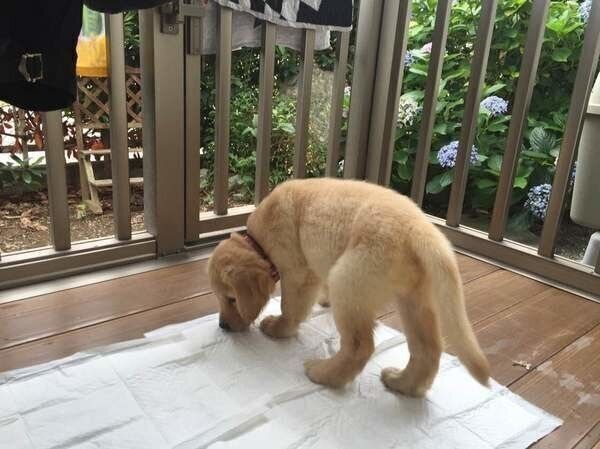 トイレシーツの上にいる子犬