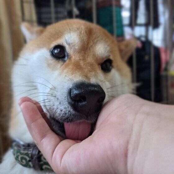 柴のころくん♪