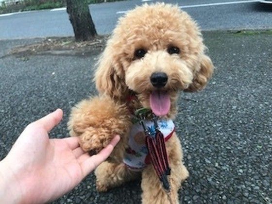 お手するトイ・プードル