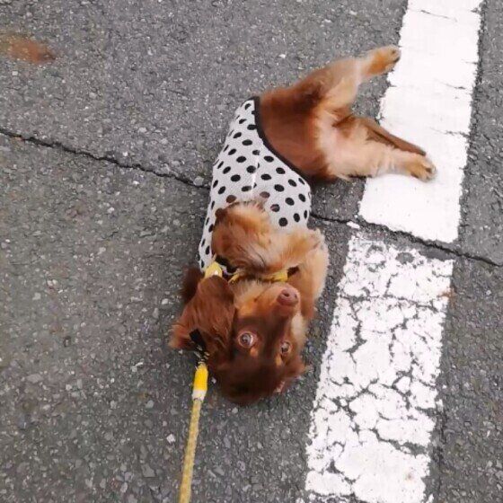 寝転がるカニーンヘン・ダックスフンド