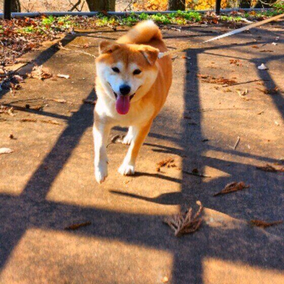 お散歩を楽しむ柴犬