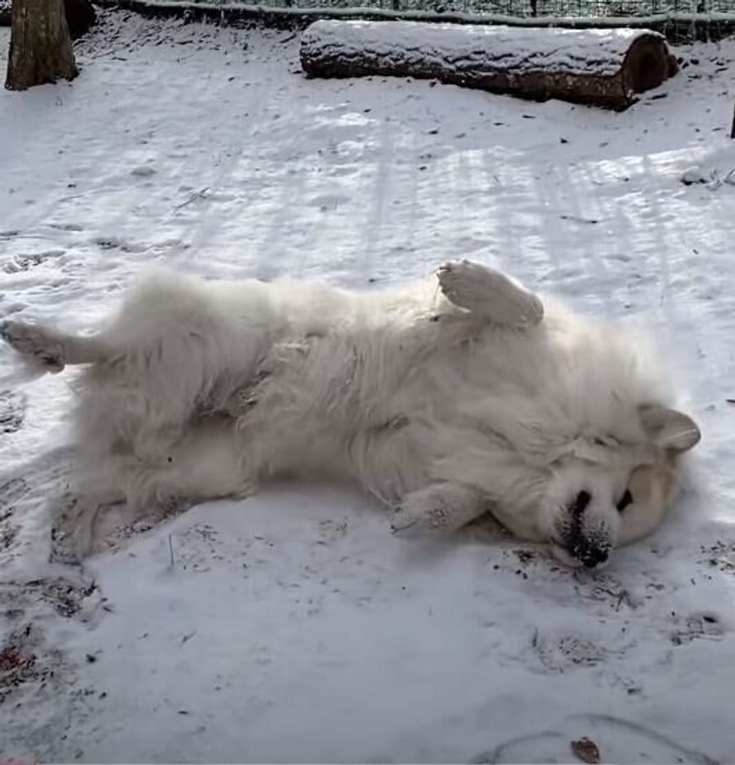 ゴロゴロ シーズン終わりの雪を全身で確かめる大型犬 いぬのきもちweb Magazine ゴロゴロ シーズン終わりの雪を全身で確かめる大型犬 いぬのきもちweb Magazine