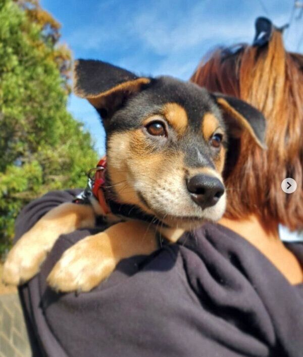 外に慣れる練習をするラックくん