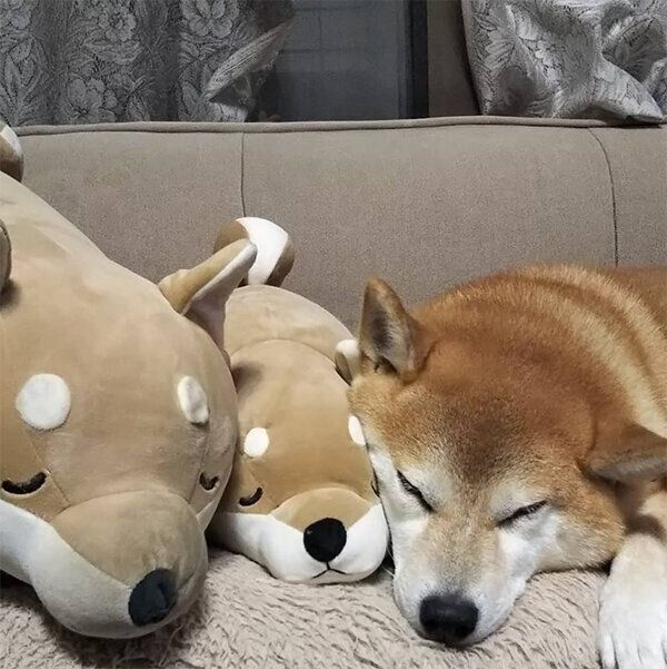 眠るポッキーちゃん