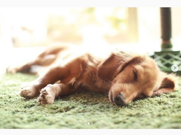 ミニチュア・ダックスフンドのシェリちゃん